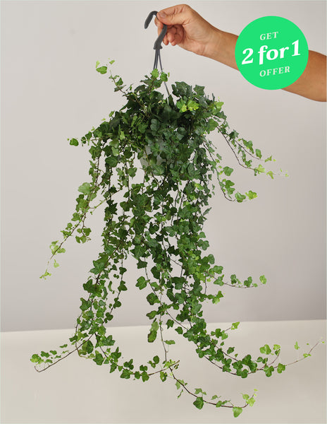 Hedera Helix Zimmerefeu, 2for1 – vielgrün