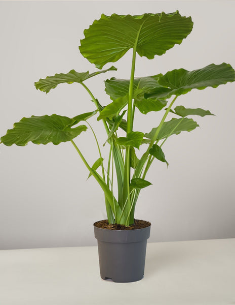 Alocasia Macrorrhiza – vielgrün