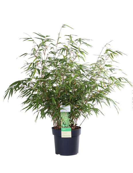 Fargesia Rufa Bambus, 60cm – vielgrün