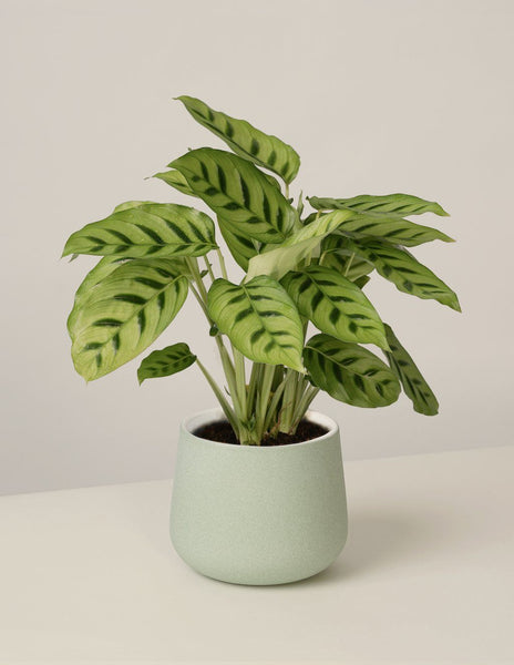 Calathea Leopardina – vielgrün