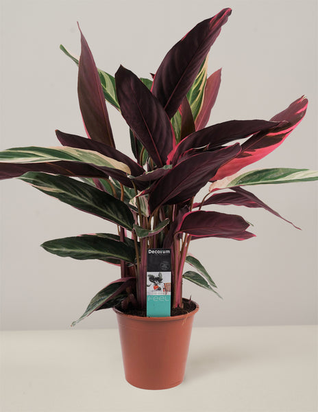 Calathea Triostar  vielgrn