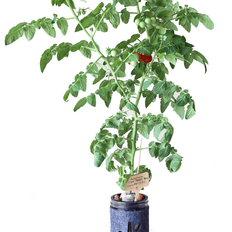 Grow Hydroponic Anzuchtset Tomate,  Ø475ml