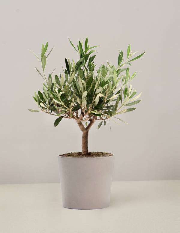 Olea Europaea Olivenbaum
