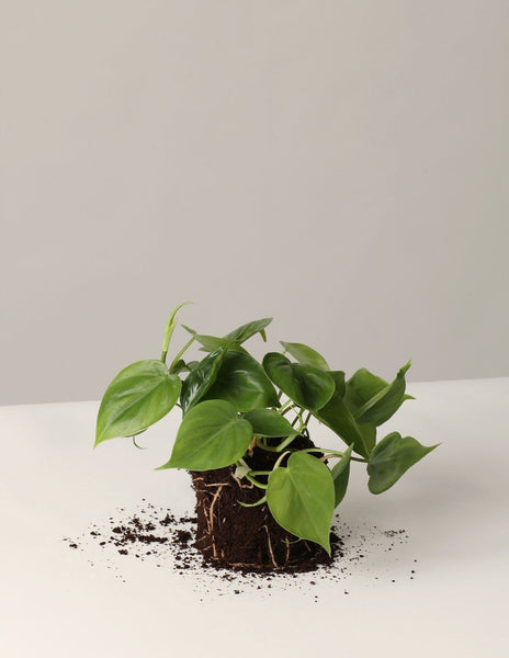 baumfreund philodendron scandens Philodendron Scandens Baumfreund – vielgrün