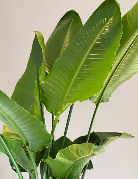 Strelitzia Nicolai Paradiesvogelblume XL mit Topf – vielgrün