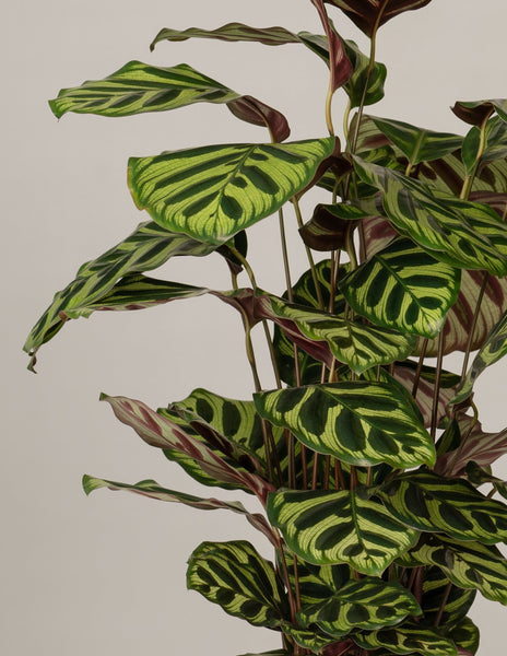 Calathea Makoyana – vielgrün