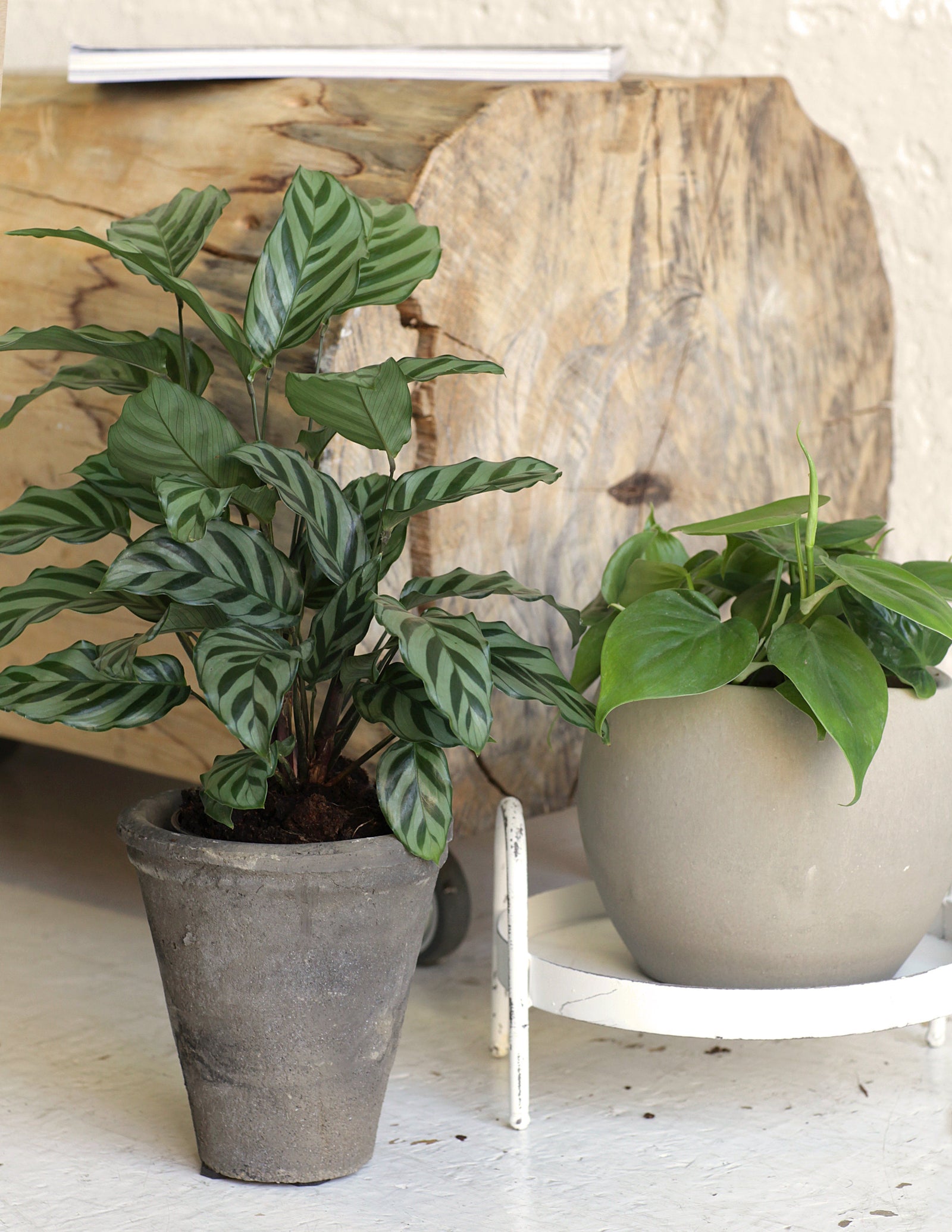 Calathea Compactstar – vielgrün