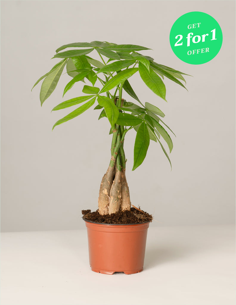 Pachira Aquatica Glückskastanie 2for1 – vielgrün