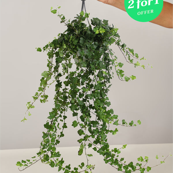 Hedera Helix Zimmerefeu, 2for1 – vielgrün