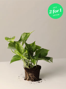 Efeutute Marble Queen 2for1