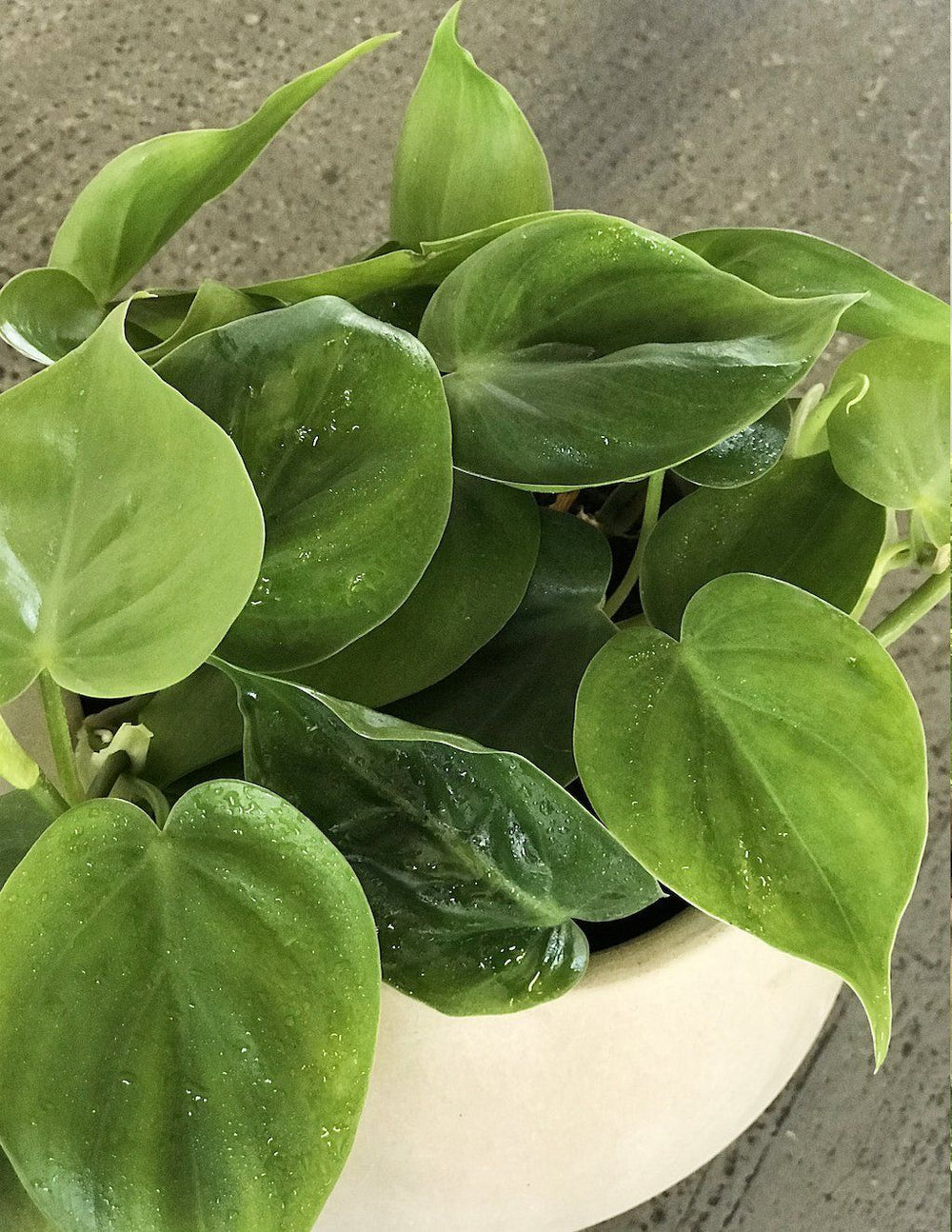 best soil for philodendron xanadu Buy Philodendron xanadu Winterbourn main image 1