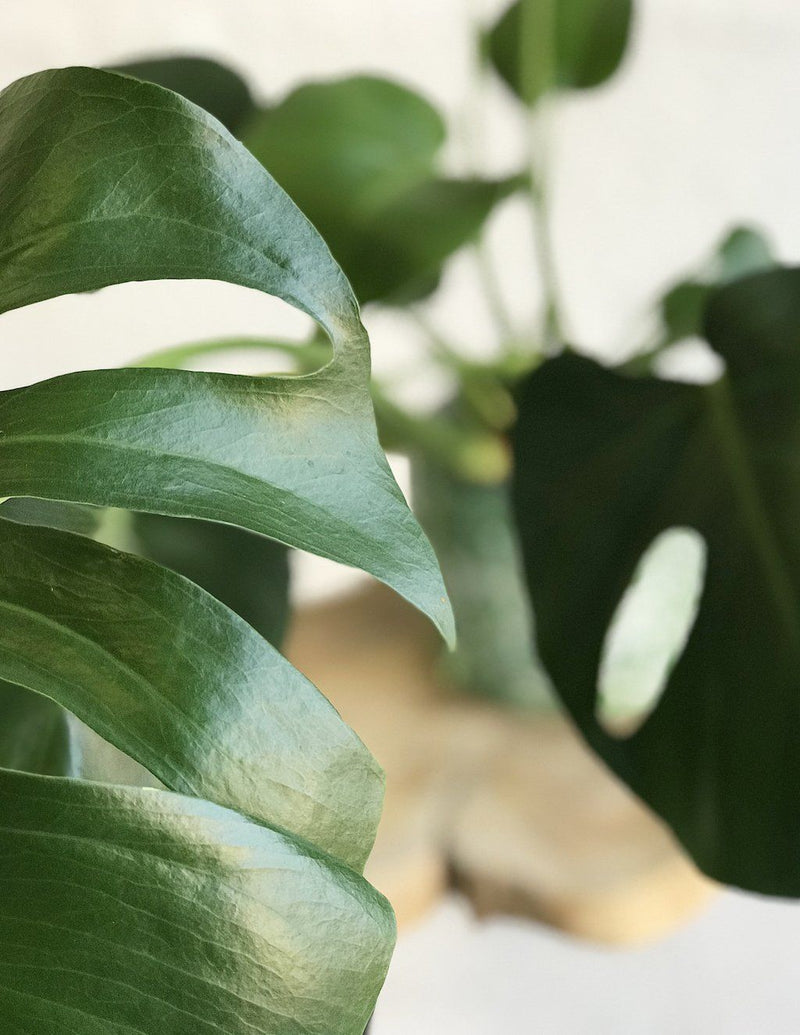 Fensterblatt Monstera Deliciosa - 