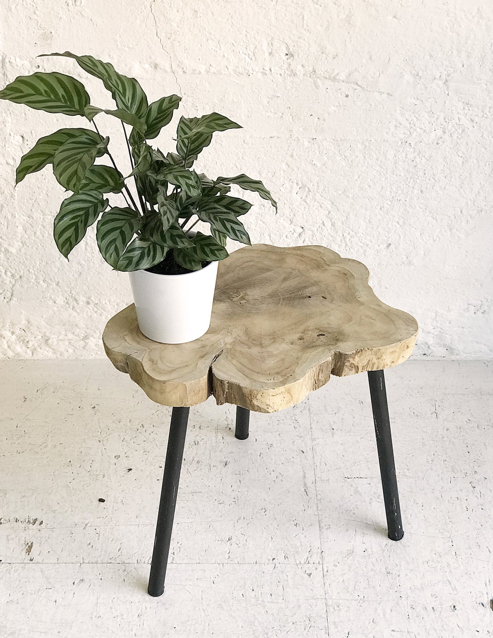 Calathea Compactstar – vielgrün