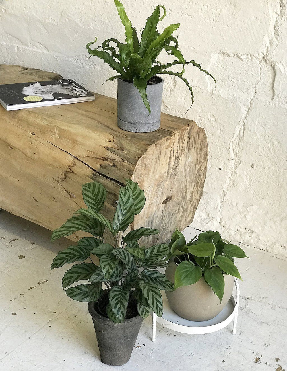 Philodendron Scandens Baumfreund – vielgrün