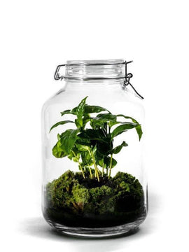 Terrarium Set Coffea Arabica