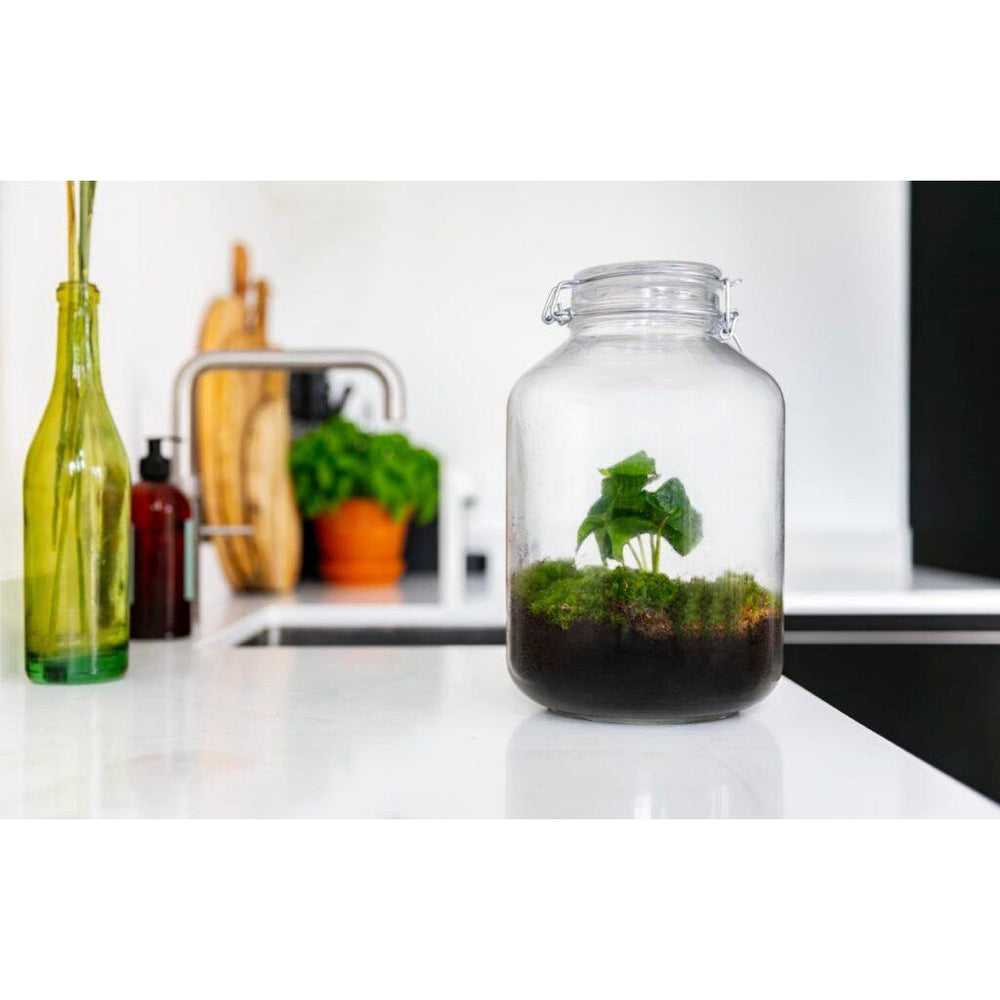 Terrarium Set Coffea Arabica – vielgrün
