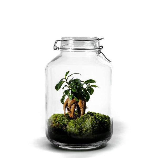 Terrarium Set Ficus Ginseng ↑30Cm