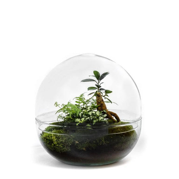 Terrarium-Biodome Ficus Ginseng ↑30Cm / Ø30Cm