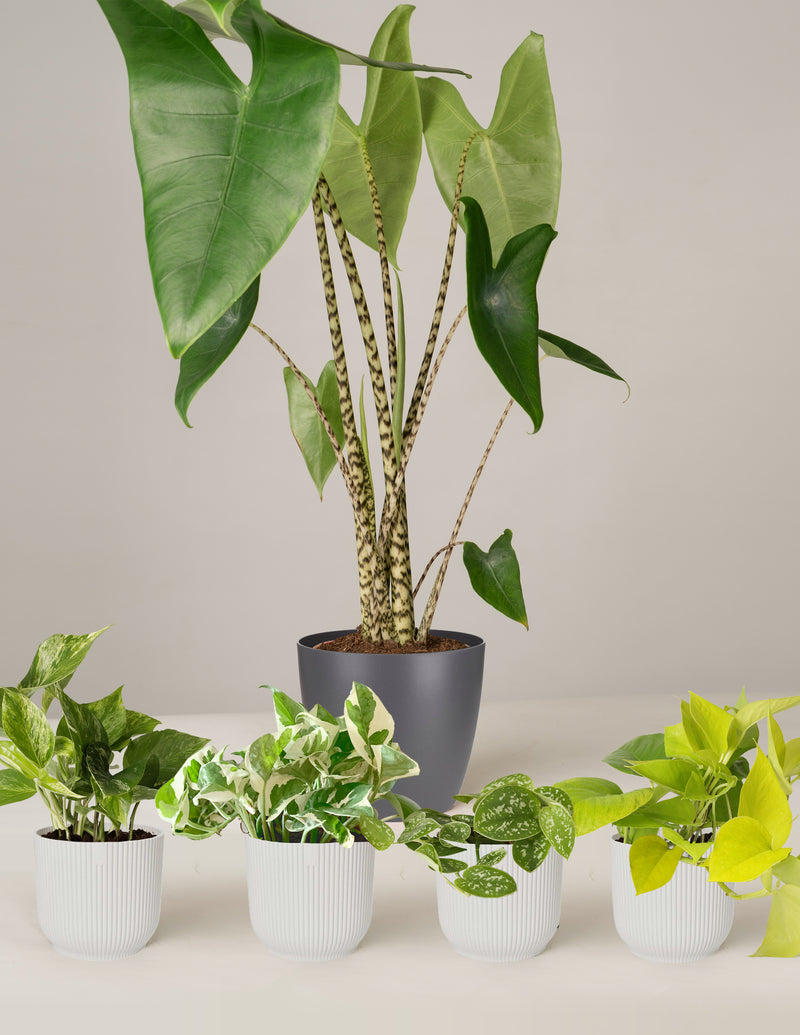 philodendron zebrina Alocasia Zebrina, Efeutute Scindapsus Pictus Trebie, Marble Queen, N'j – vielgrün