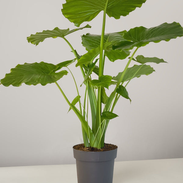 kaktus erde welche Kakteen- und Sukkulenten-Erde kaufen? Schneller Versand – Sybotanica main image 0