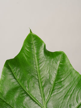 Alocasia Portadora XL