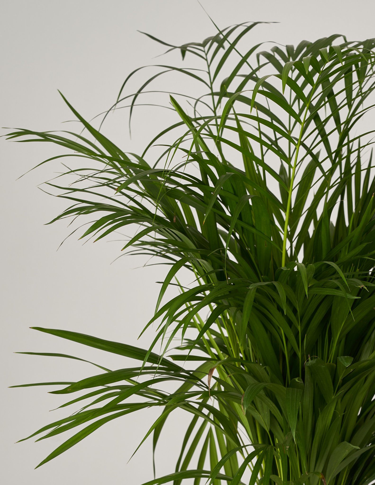 Künstliche Dypsis Lutescens Palme, 90 Cm – Kunstpflanze Für Innenbereich, Mit 9 Abnehmbaren Stämmen