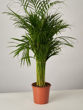 Areca Palme Dypsis Lutescens
