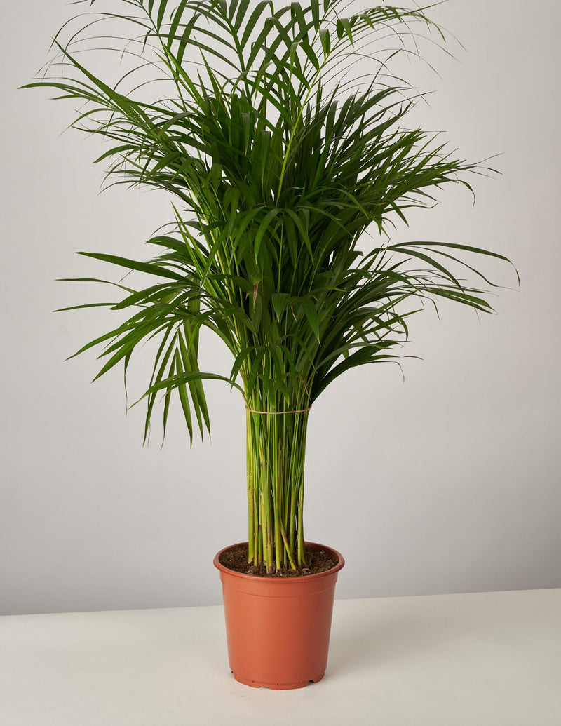 areca palme pflege Areca Palme Dypsis Lutescens – vielgrün