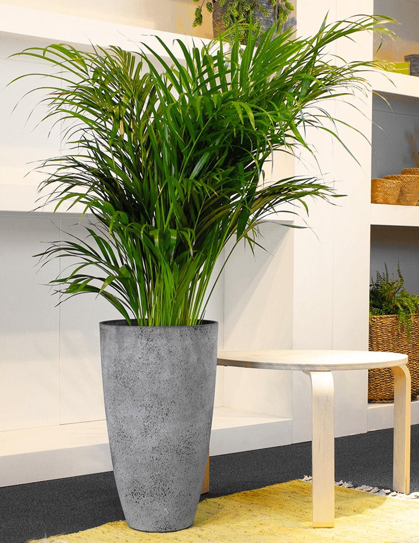 Areca Palme Dypsis Lutescens XXL, 110 cm, mit Hochtopf – vielgrün