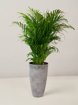 Areca Palme Dypsis Lutescens XXL, 110 cm, mit Hochtopf