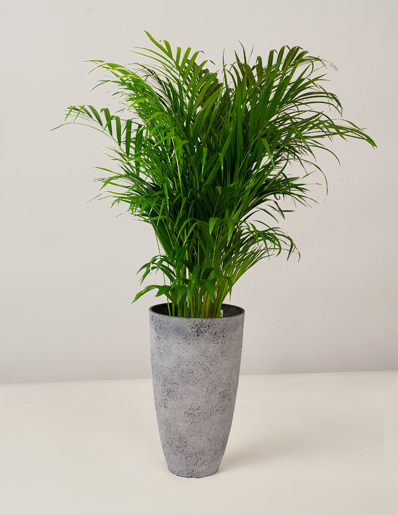 areca palme pflege Areca Palme Dypsis Lutescens XXL, 110 cm, mit Hochtopf – vielgrün