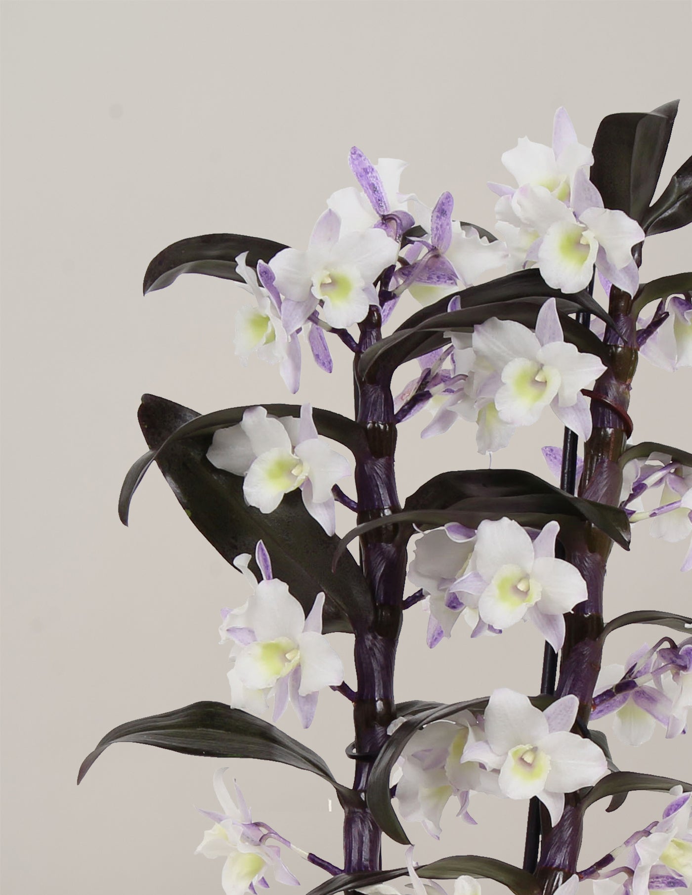 Bambus Orchidee Make Upz Purple im Sizo Pot – vielgrün