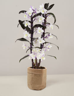 Bambus Orchidee Make Upz Purple im Sizo Pot