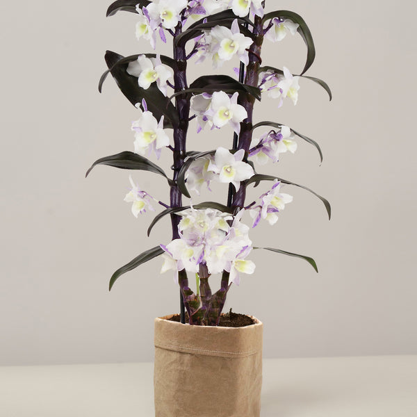 Bambus Orchidee Make Upz Purple im Sizo Pot – vielgrün