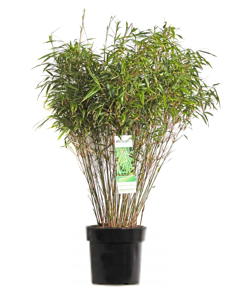 pflanztopf bambus Fargesia Rufa Bambus, 80cm – vielgrün