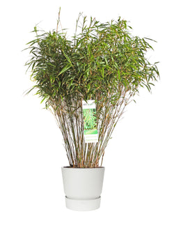 Fargesia Rufa Bambus, 80cm