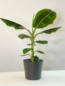 Musa Dwarf Cavendish Bananenpflanze XL