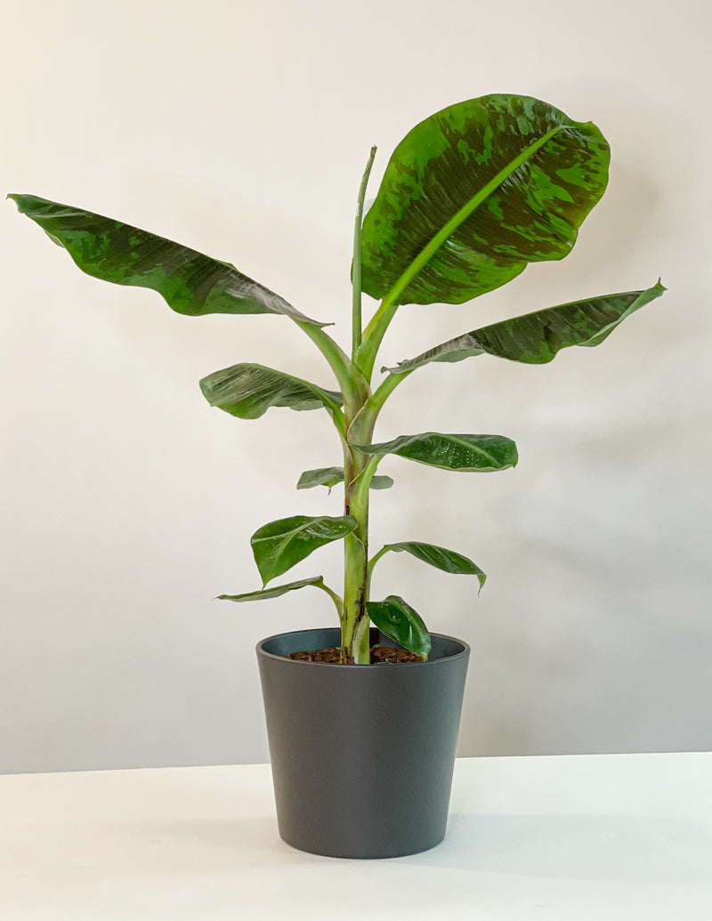 Musa Dwarf Cavendish Bananenpflanze XL – vielgrün
