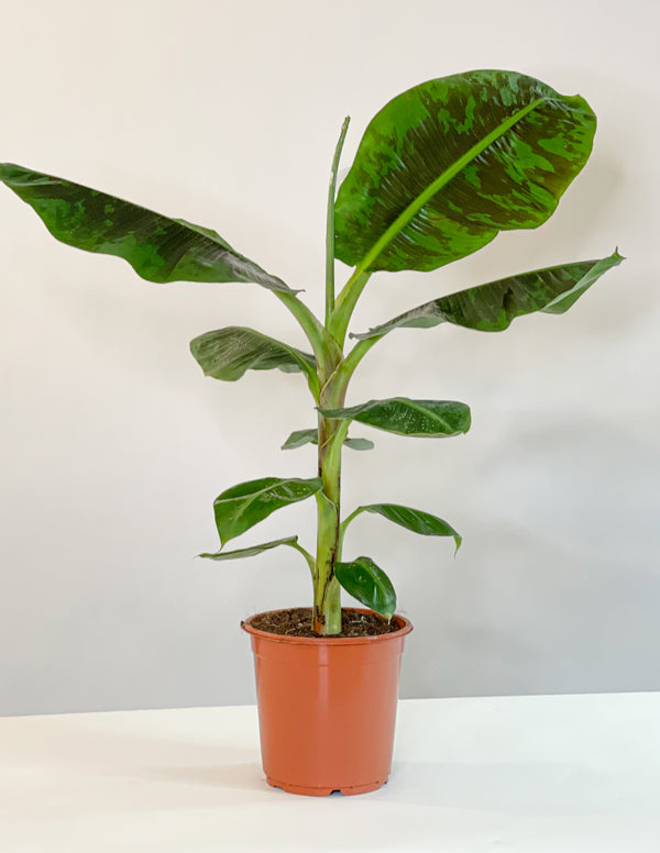 Musa Dwarf Cavendish Bananenpflanze XL