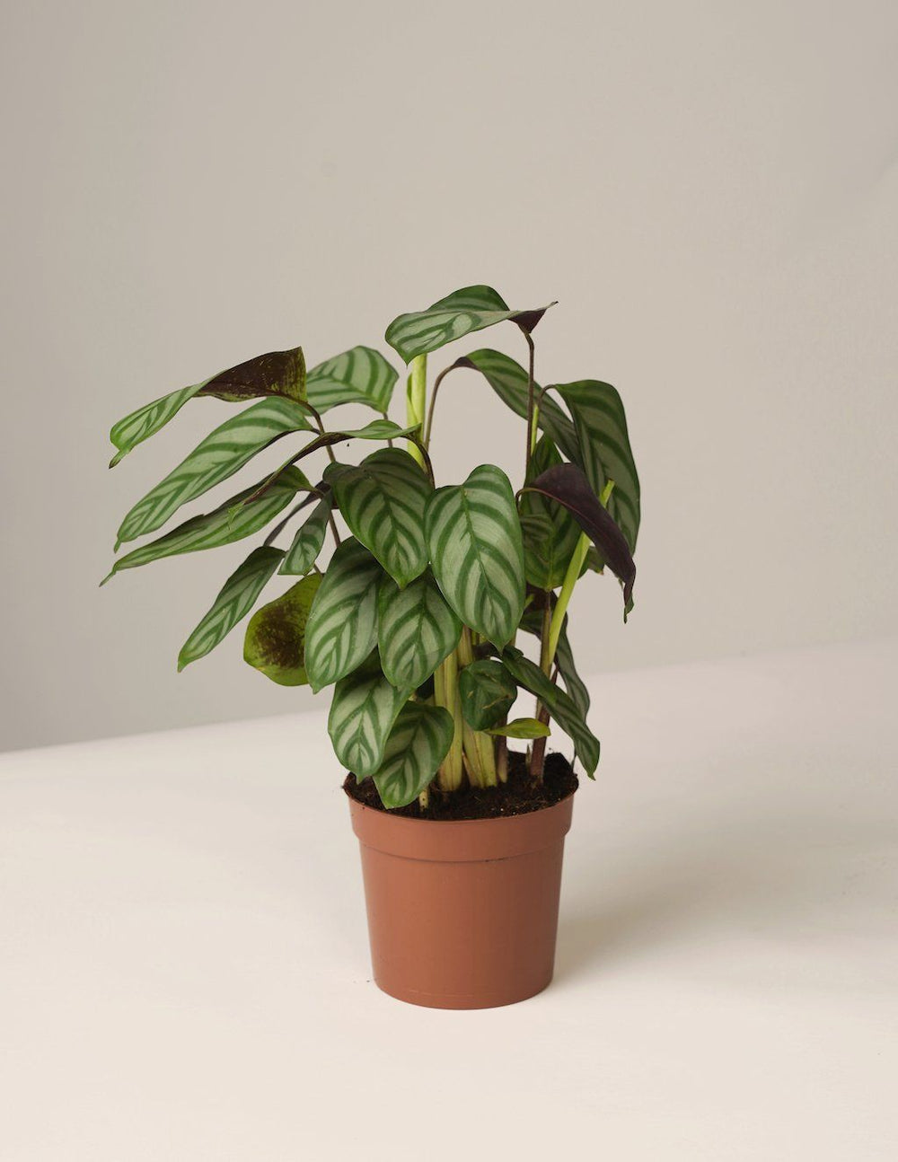 calathea compact Calathea Compactstar – vielgrün