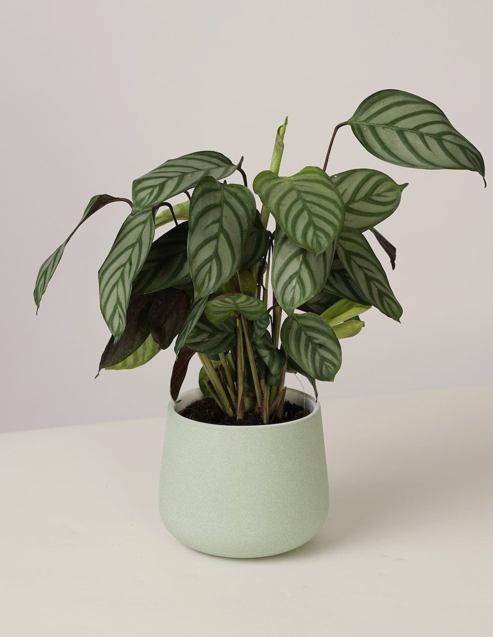 Calathea Compactstar – vielgrün