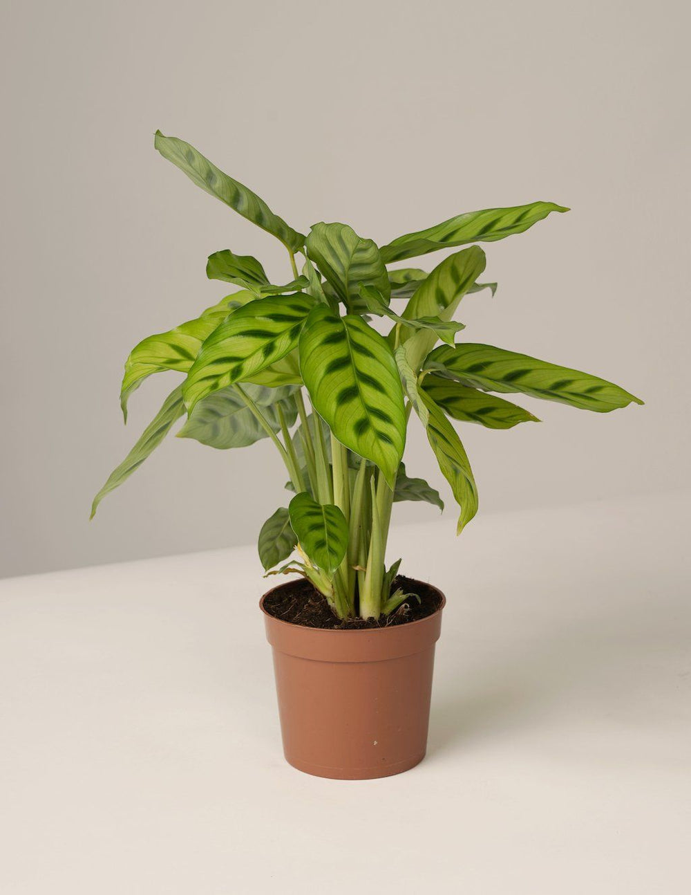 calathea leopardina pflege Calathea Leopardina – vielgrün