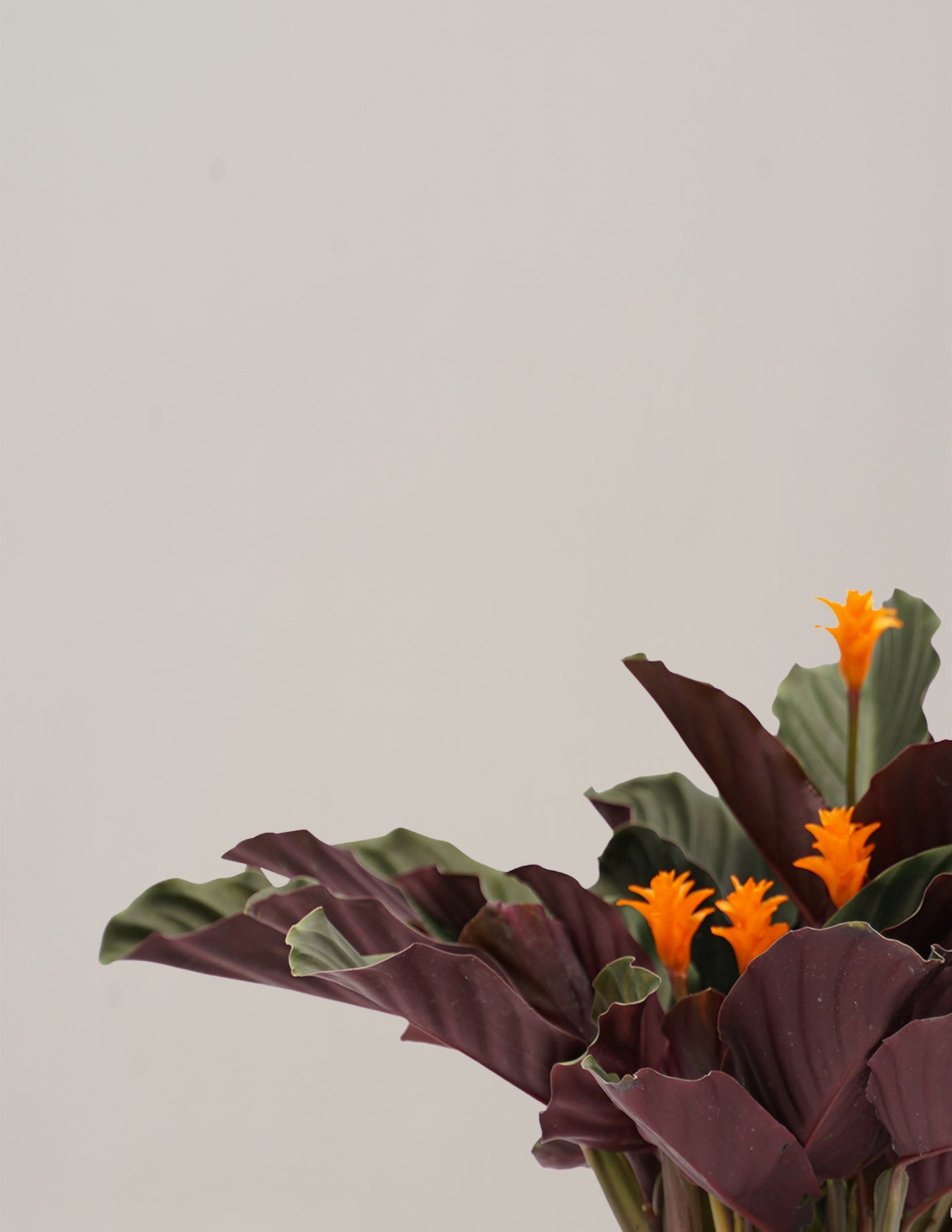 calathea crocata candela Calathea Crocata Candela – vielgrün