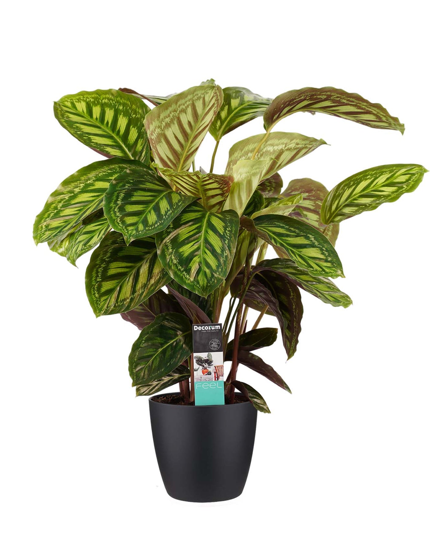 Calathea Flamestar – vielgrün