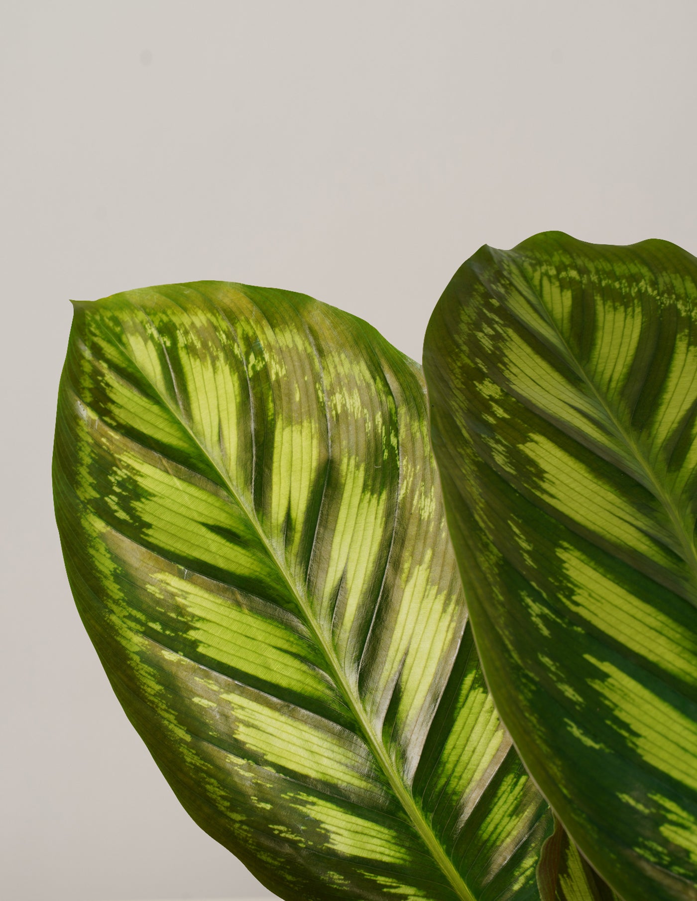 Calathea Flamestar – vielgrün
