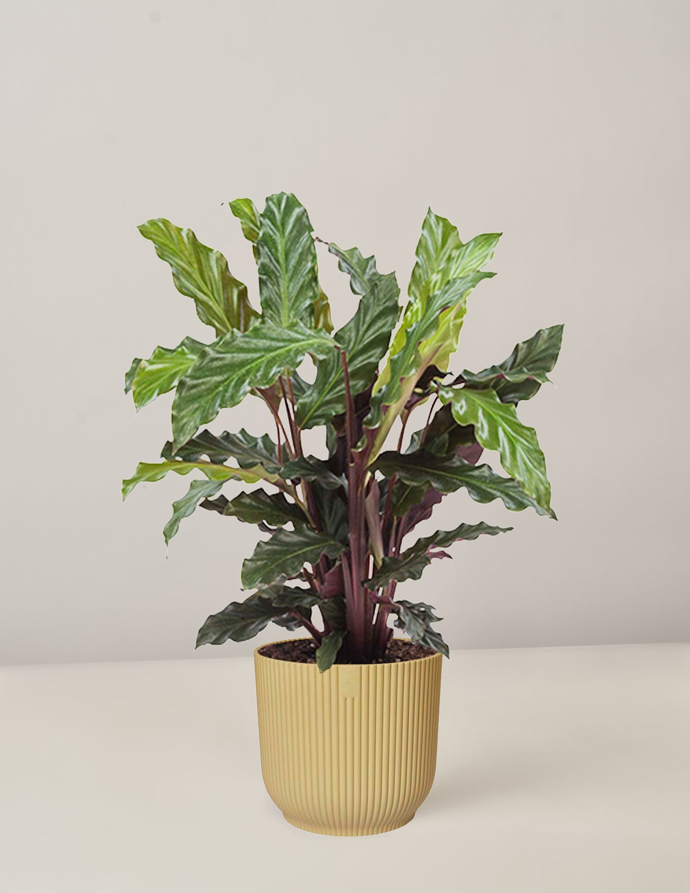 Ficus Green Kinky, Coffea Arabica, Dieffenbachia Camillia, Calathea Ru –  vielgrün