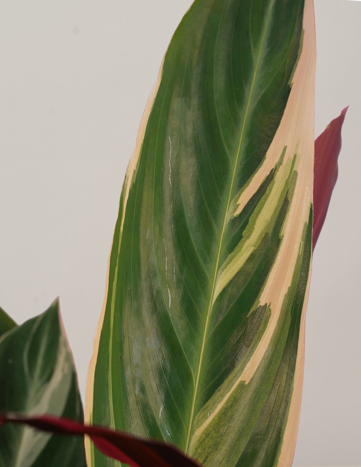 calathea trier Calathea Triostar – vielgrün