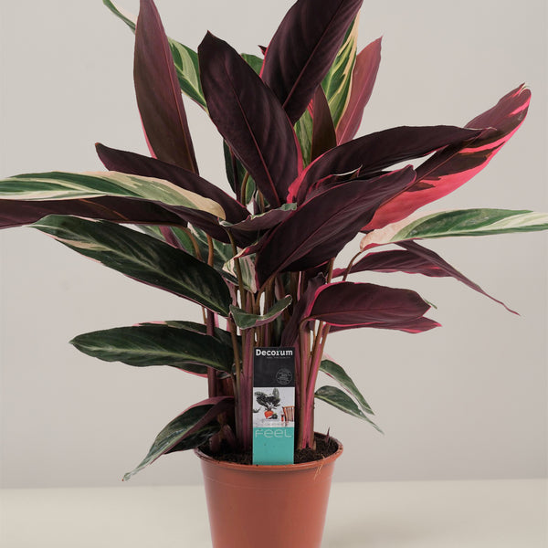 Calathea Triostar – vielgrün