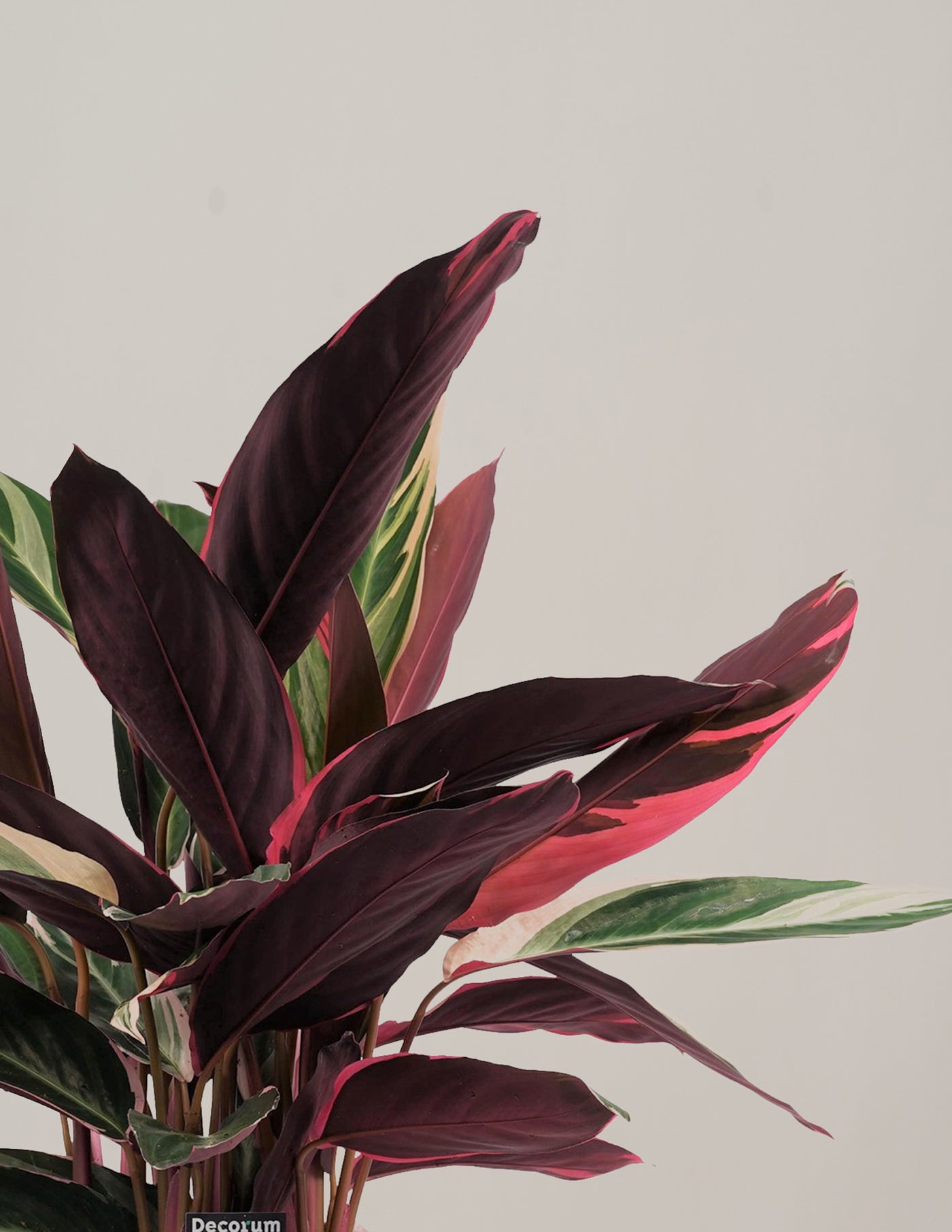 Calathea Triostar – vielgrün