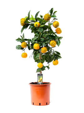 Citrus Canaliculata Bitterorange XL